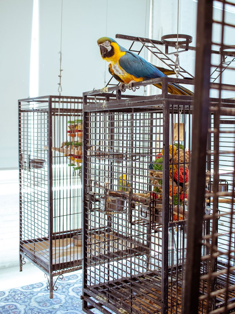 One of the parrots in Hunt Slonem’s 33,000-square-foot Brooklyn studio.