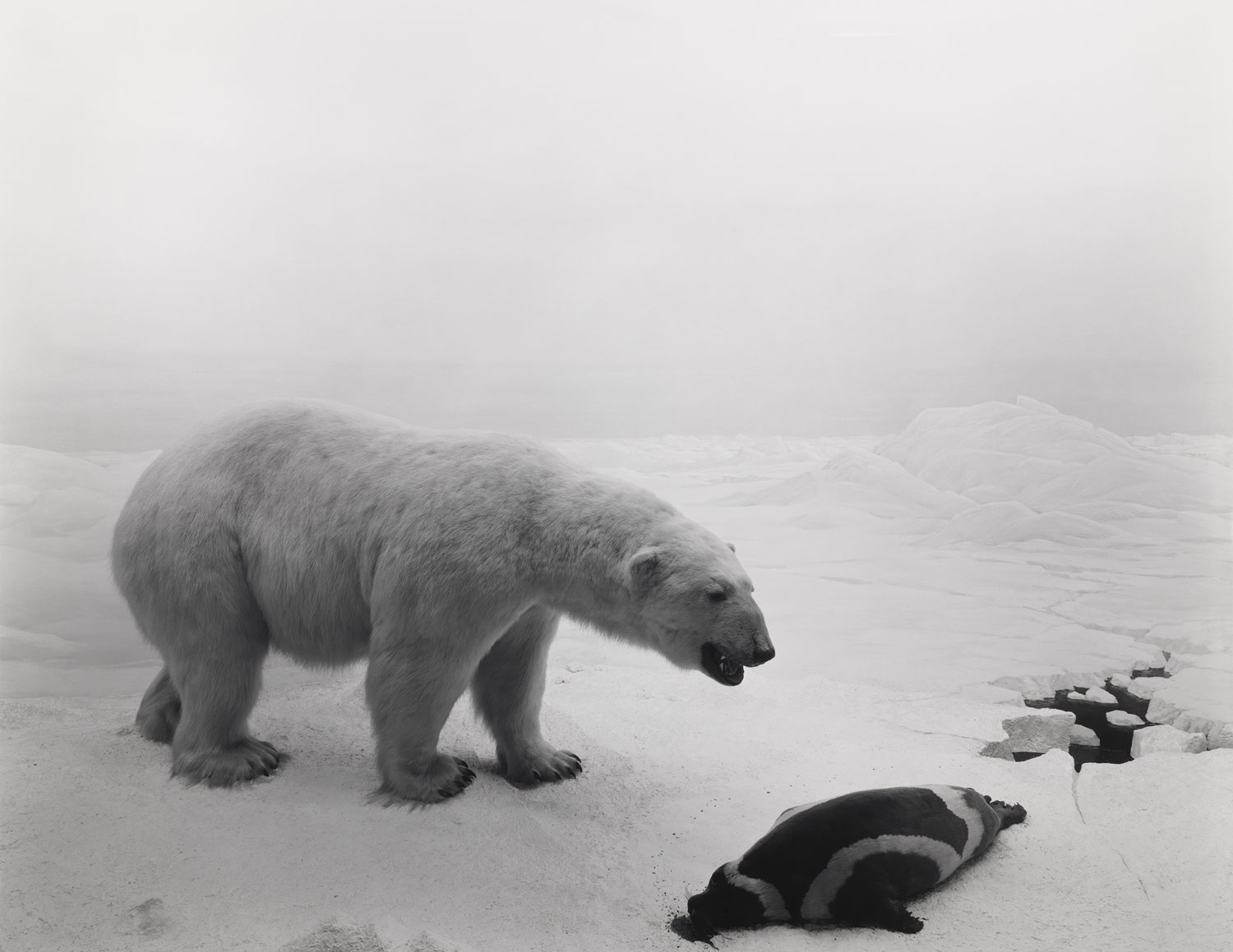 Polar Bear by Hiroshi Sugimoto