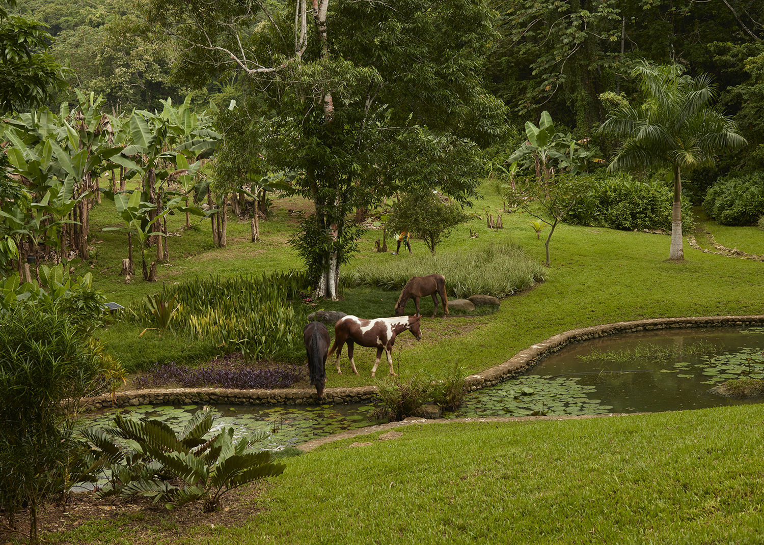 Private Jamaican getaway Pompey sits on more than 50 acres of lush tropical landscape.