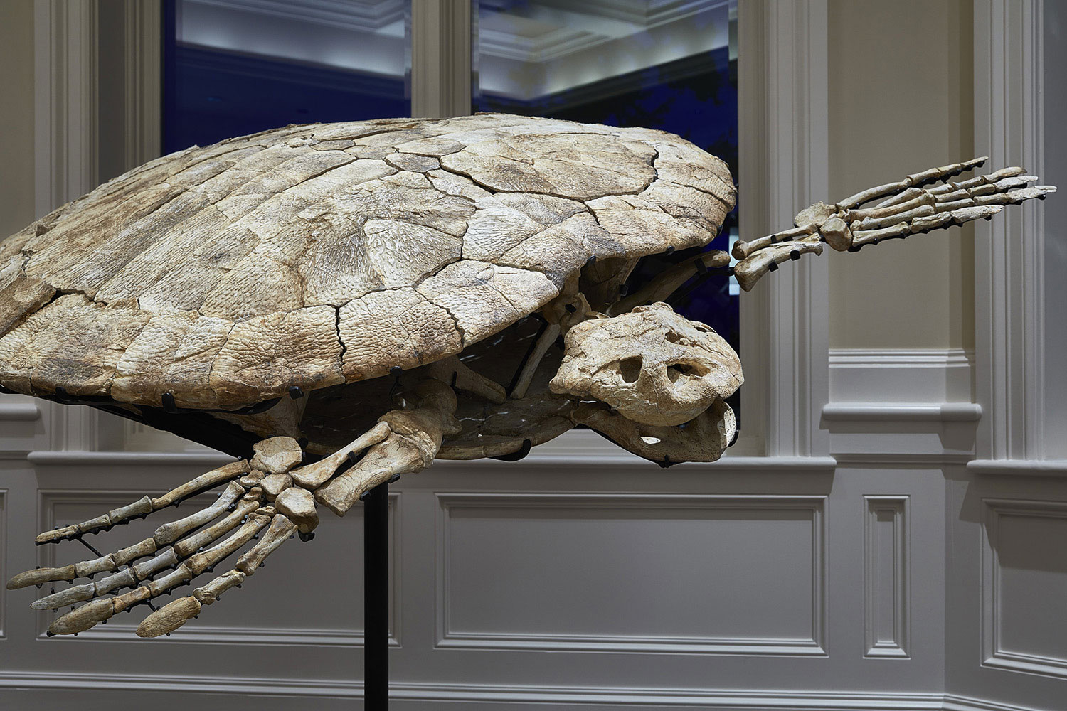 Nathan Myhrvold has a 70-million-year-old giant turtle from Morocco