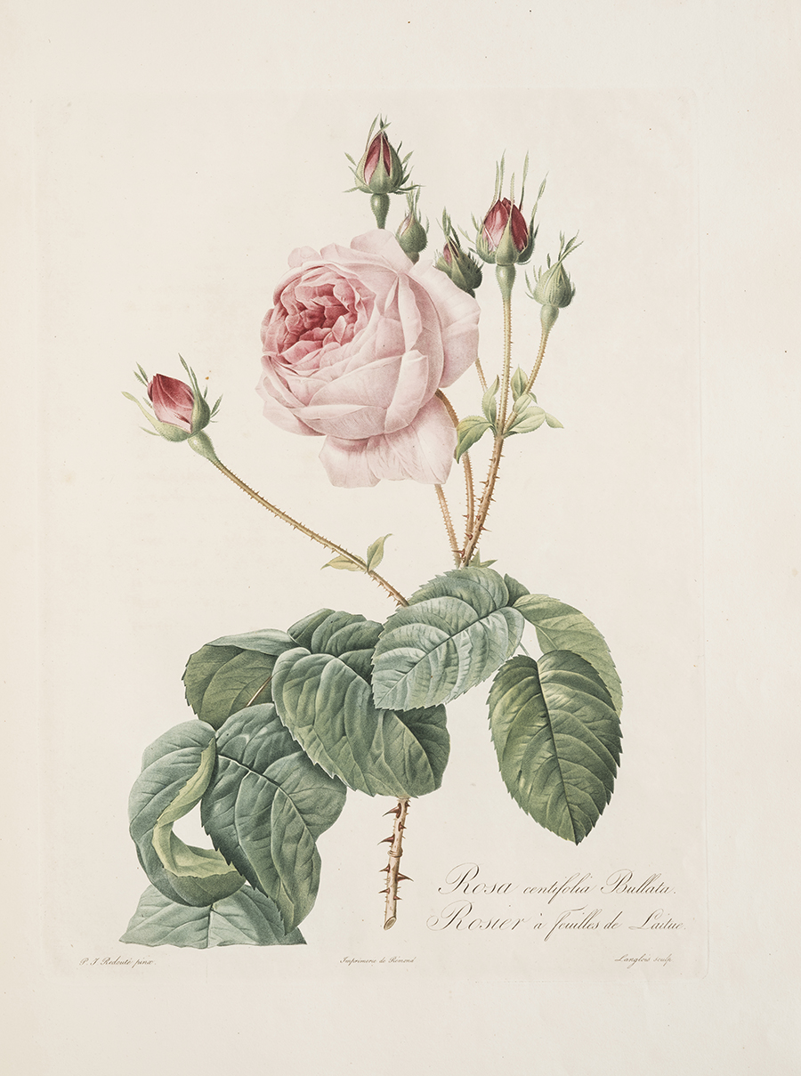 Les Roses_1817