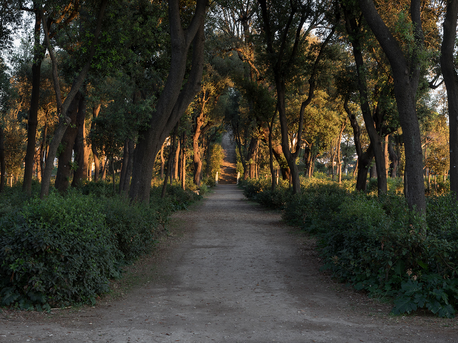 Forest at the gardens of Villa Medici.