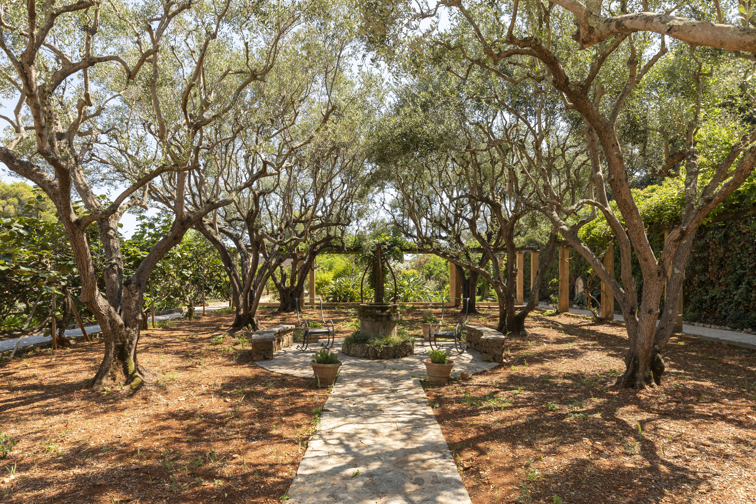 twisted branches in courtyard of Le Grand Jardin.